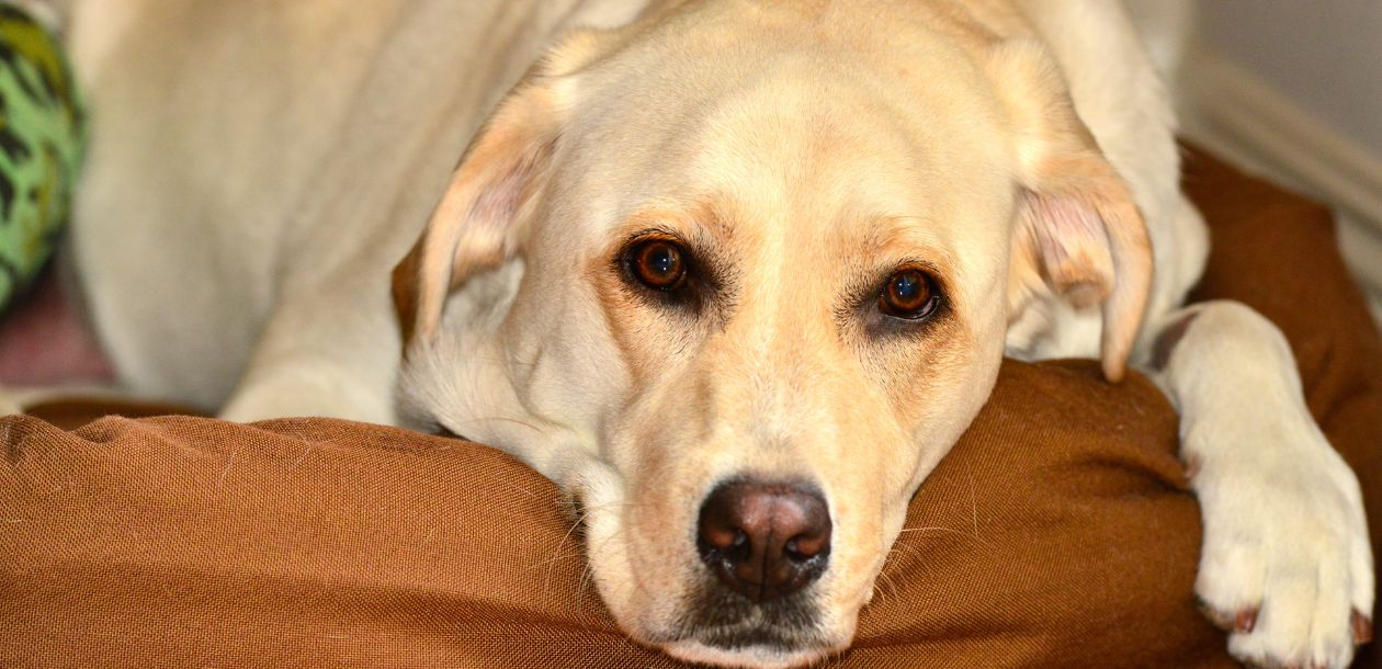 Na zdjęciu znajduje się pies rasy labrador, leżący wygodnie na poduszce. Pies ma spokojny, ale nieco melancholijny wyraz twarzy. Labradory, jak ten na zdjęciu, należą do ras, które mogą być bardziej narażone na problemy zdrowotne, takie jak skręt żołądka. W prawym górnym rogu widniej logo pupilkarma.